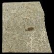Fossil March Fly (Plecia) - Green River Formation #67637-1